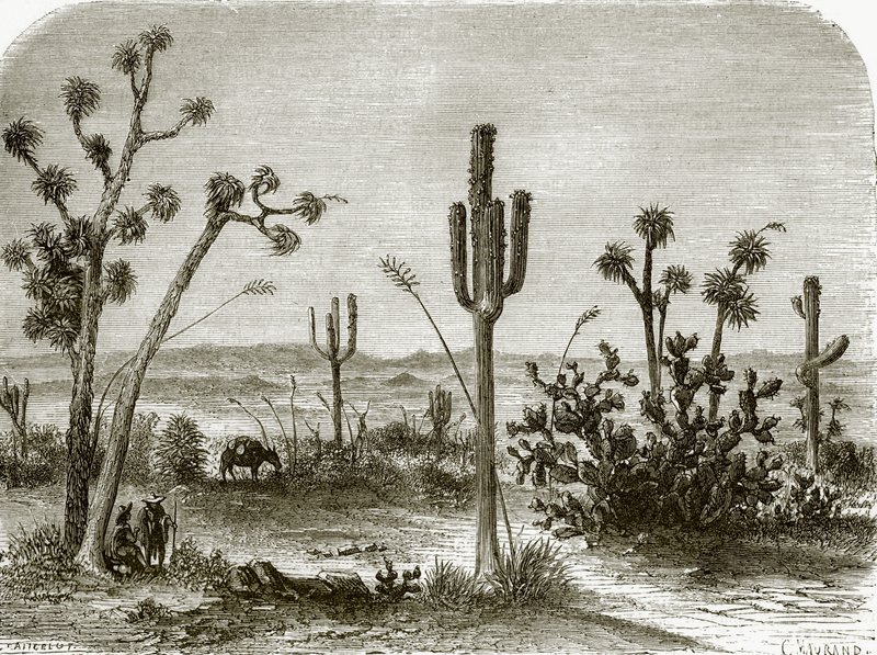 Der Riesenkaktus von English School