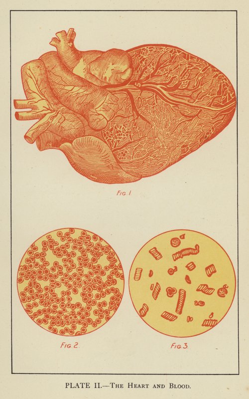 Das Herz und das Blut (Farblithographie) von English School