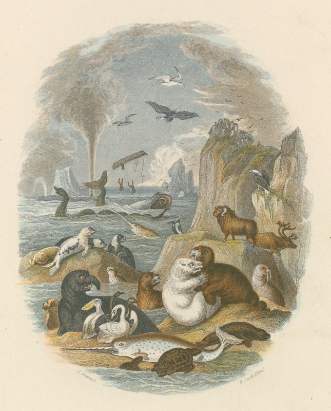 Die natürliche Welt (farbiger Stich) von English School