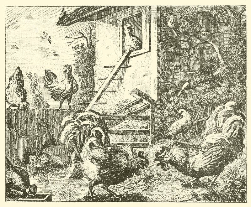 Das Rebhuhn und die Hähne von English School