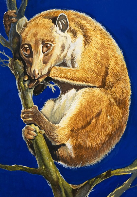 Der Potto von English School
