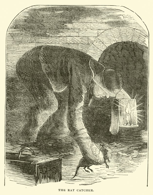 Der Rattenfänger von English School