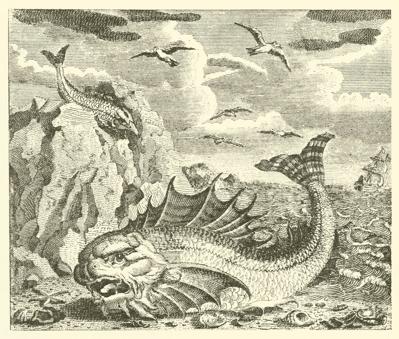 Der Thunfisch und der Delfin (Gravur) von English School