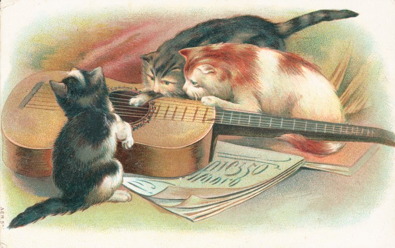Drei Katzen spielen mit einer Akustikgitarre von English School