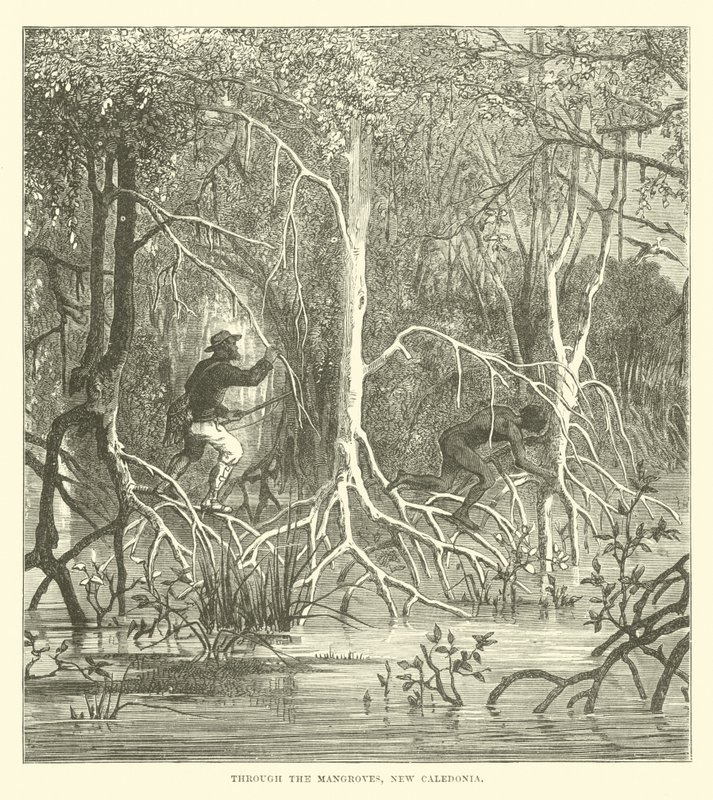 Durch die Mangroven, Neukaledonien von English School