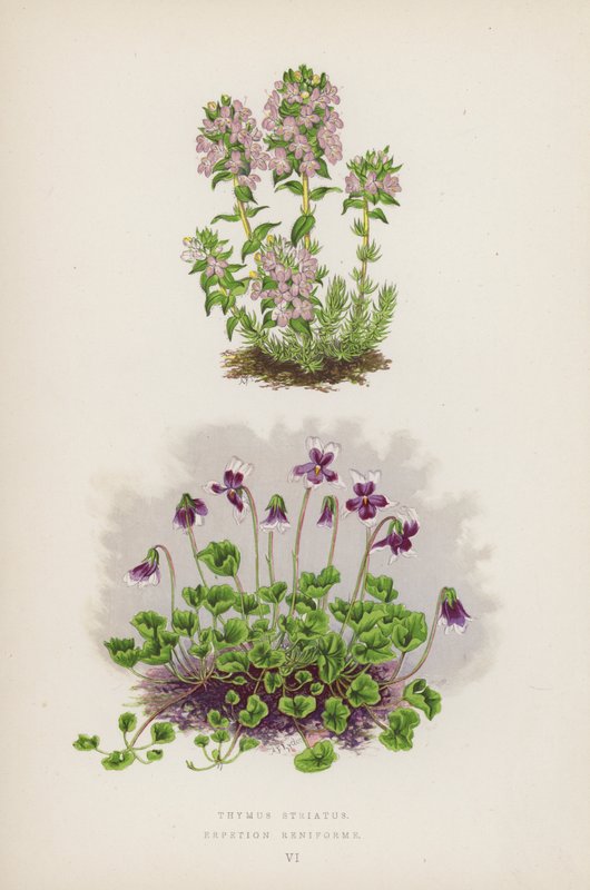 Thymus Striatus; Erpetion Reniforme von English School