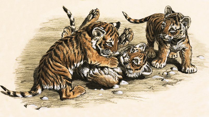 Tigerjunge von English School