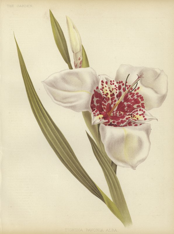 Tigridia pavonia Alba von English School