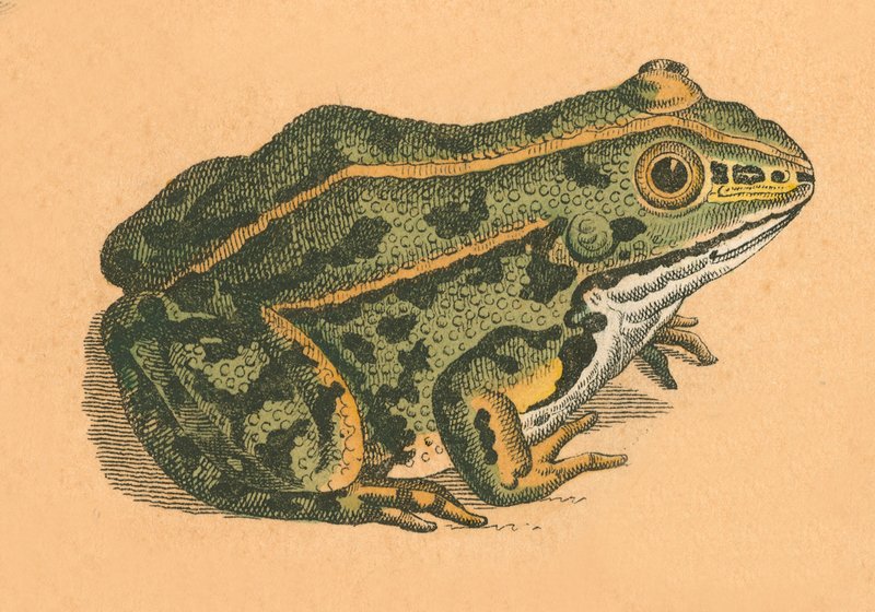 Kröte oder Frosch von English School