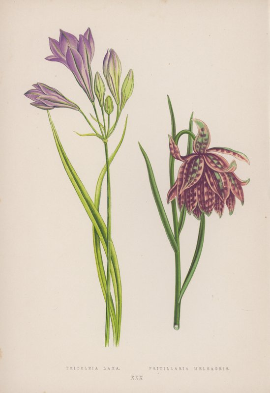 Triteleia Laxa; Fritillaria Meleagris von English School