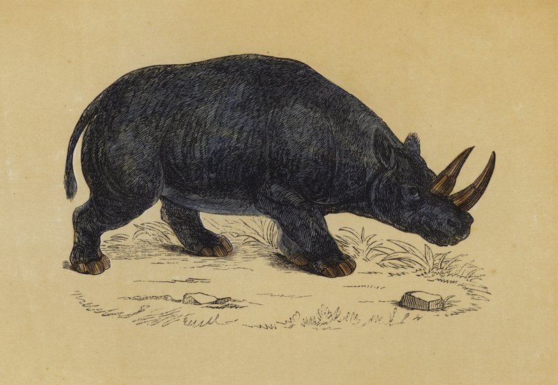 Zweihorn-Nashorn von English School