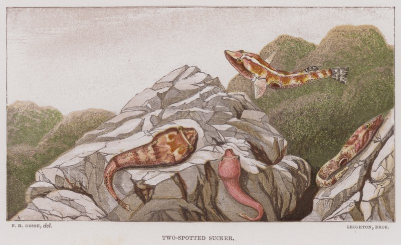 Zweifleckiger Sauger von English School