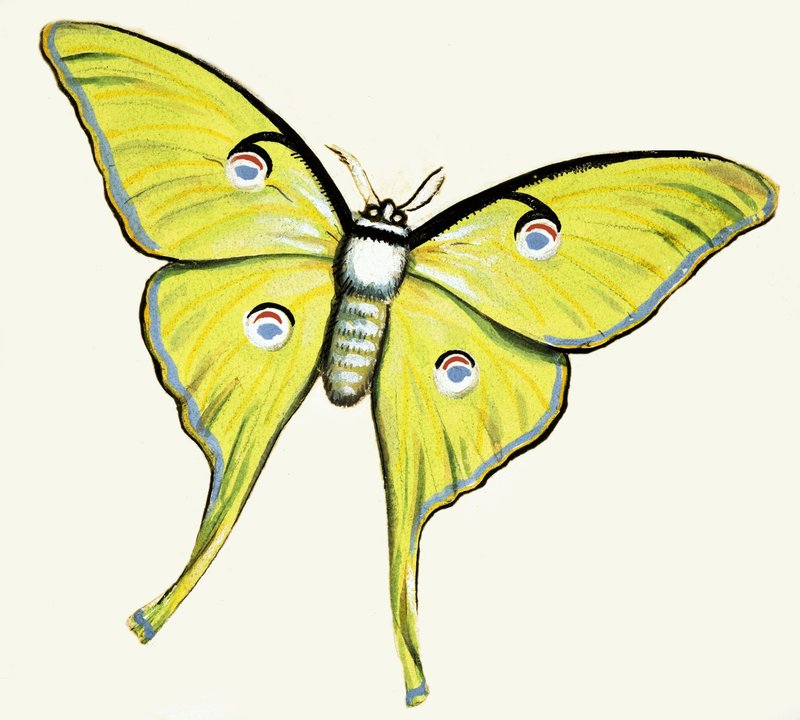 Unidentifizierter Schmetterling von English School