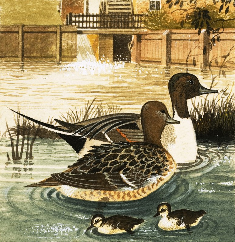 Unidentifizierte Enten von English School
