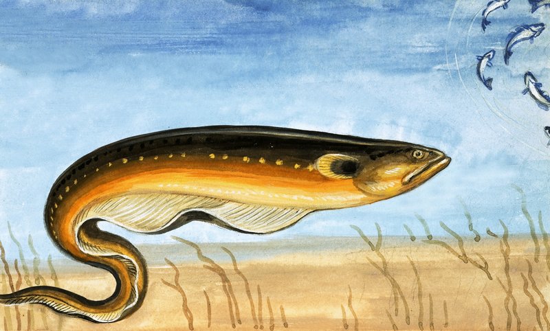 Unidentifizierter Fisch von English School