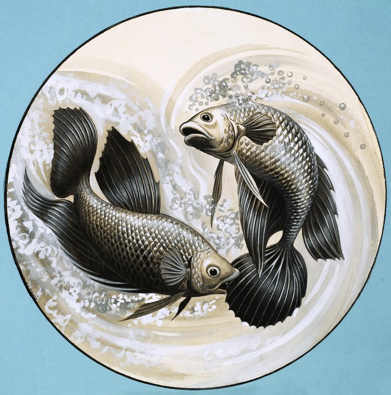 Unidentifizierter Fisch, einer beißt den anderen von English School