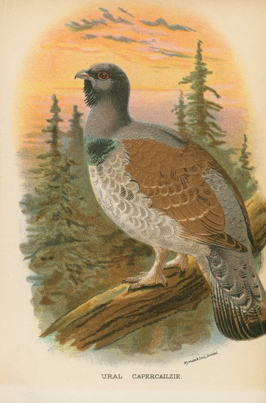 Ural-Auerhuhn von English School