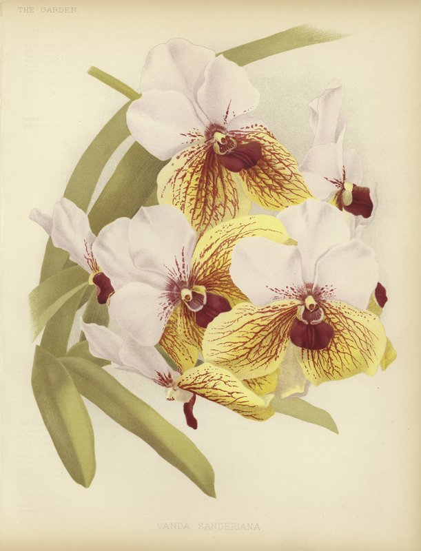 Vanda sanderiana von English School