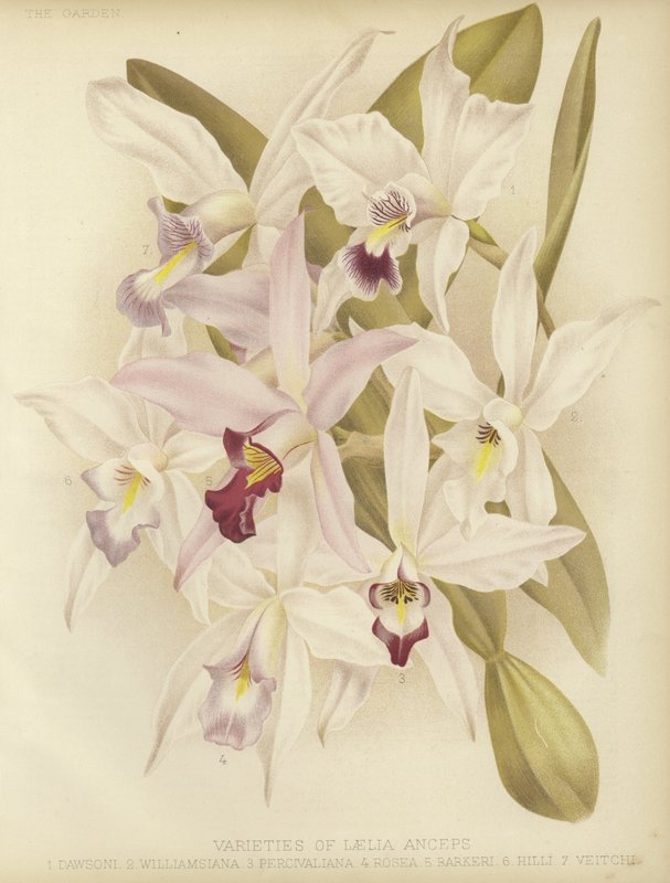 Sorten von Laelia anceps von English School
