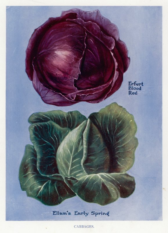 Gemüseanbau-Führer: Kohl von English School
