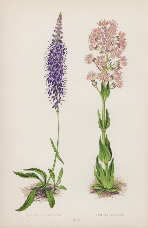 Veronica Spicata; Lychnis Alpina von English School
