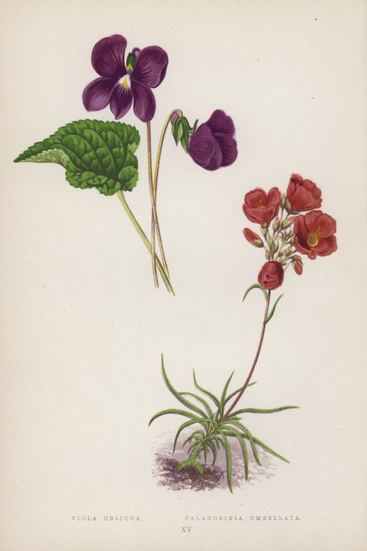 Viola Obliqua; Calandrinia Umbellata von English School
