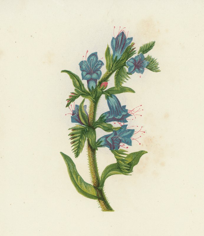 Natternkopf, Echium Vulgare von English School