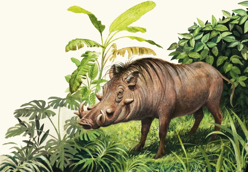 Warzenschwein von English School