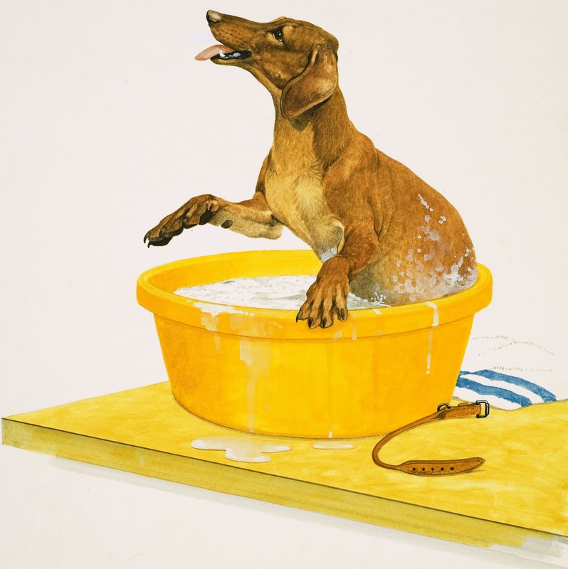 Den Hund waschen von English School