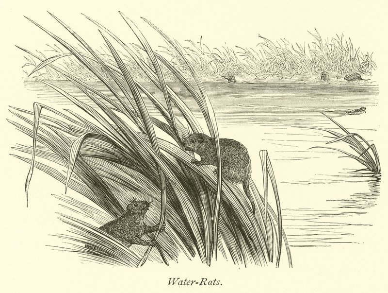 Wasserratten von English School