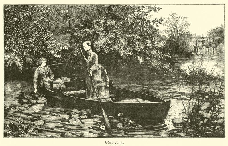 Seerosen von English School