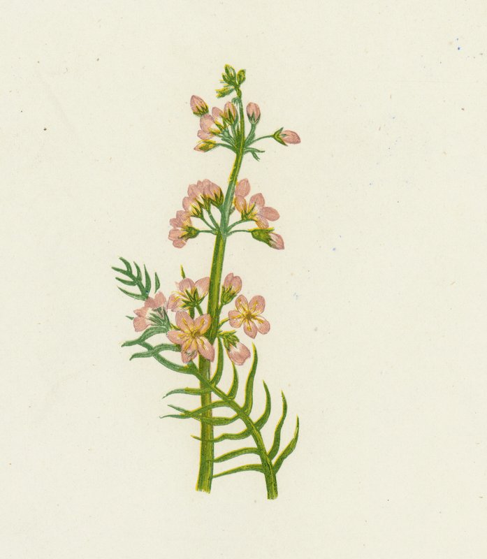 Wasserveilchen, Hottonia Palustris von English School