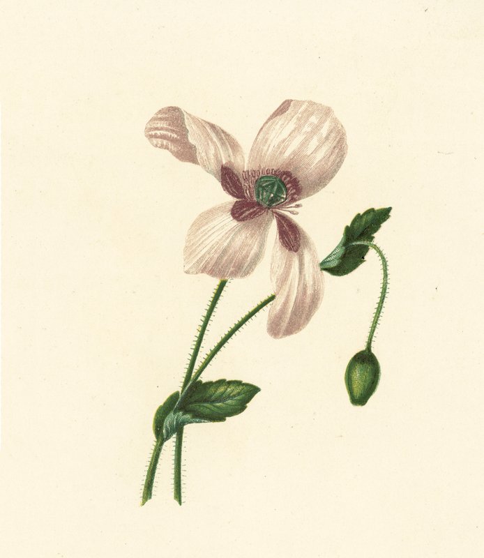 Weiße Mohnblume, Papaver Somniferum von English School