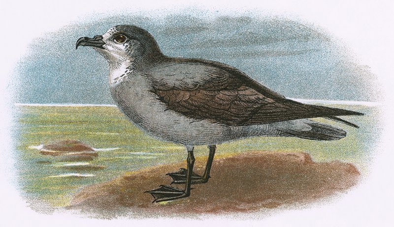 Weißkehl-Sturmvogel von English School