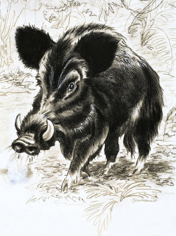 Wildschwein von English School