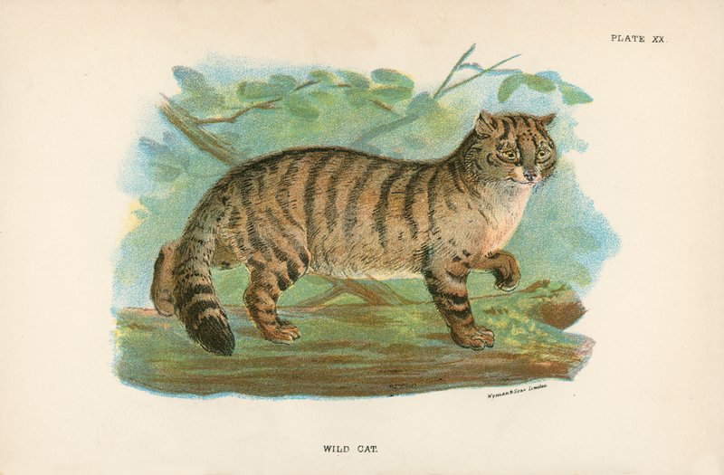 Wildkatze von English School