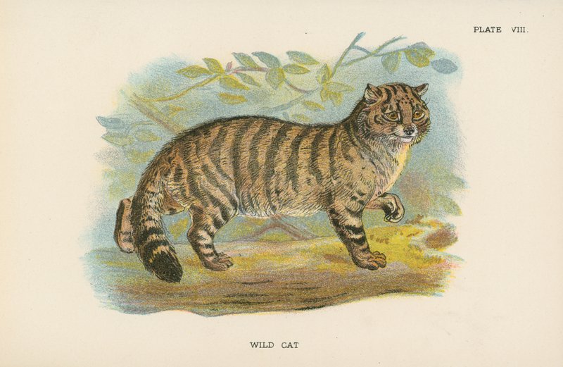 Wildkatze von English School