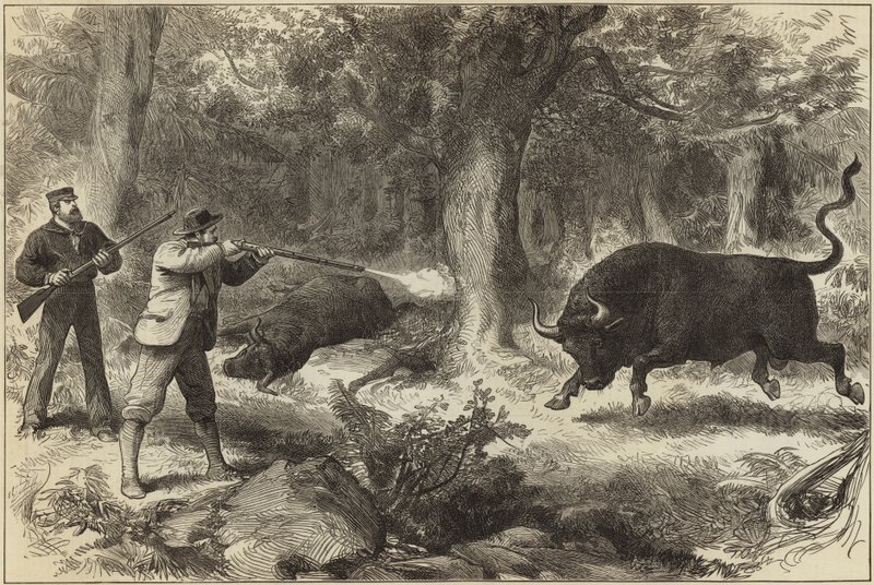 Wildbullenjagd auf den Galapagos-Inseln von English School