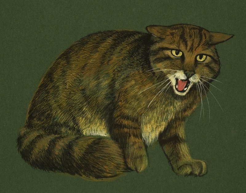 Wildkatze von English School