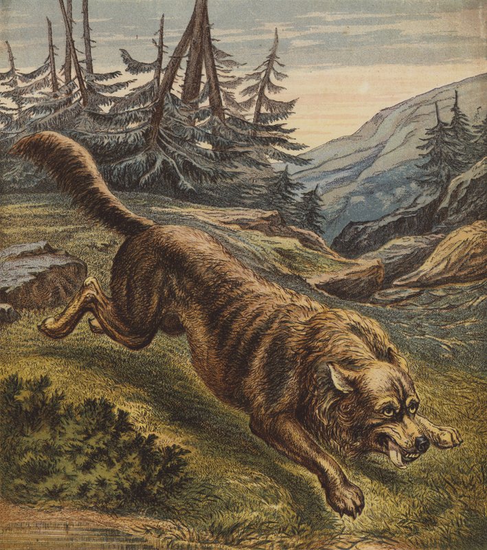 Wolf von English School