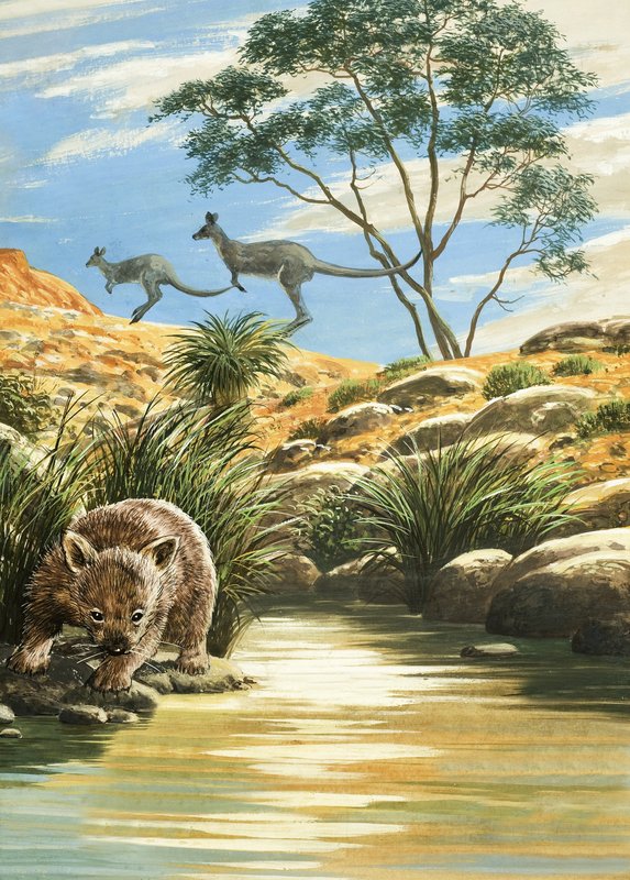 Wombat und Kängurus von English School