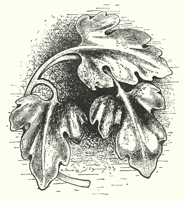 Holzschnitzerei: Blatt (Stich) von English School