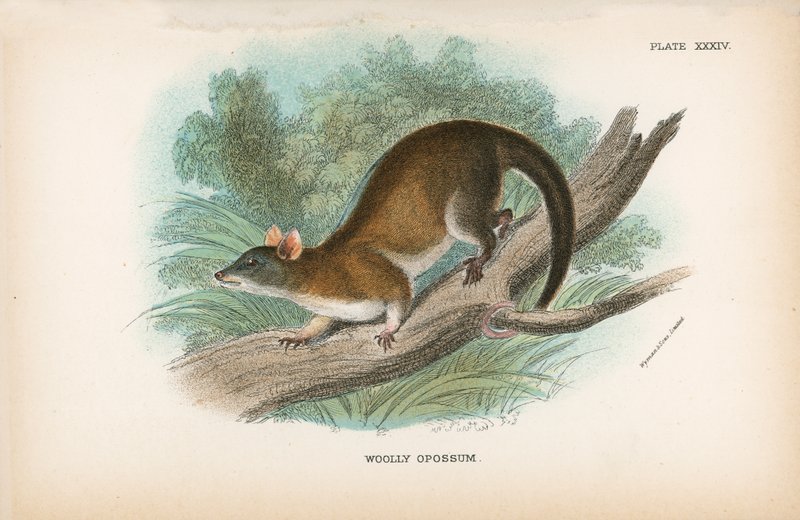 Wolliger Opossum von English School