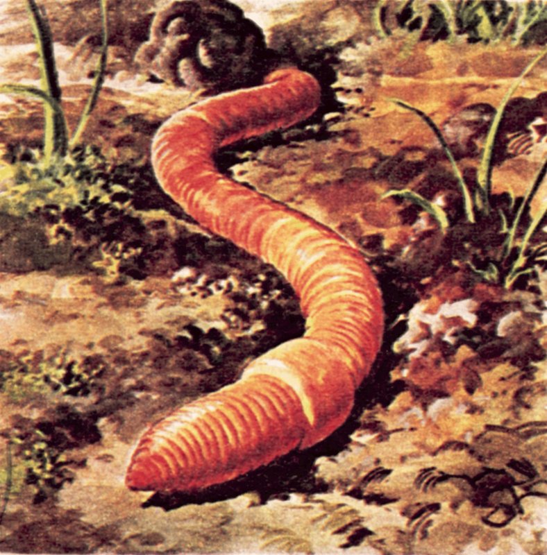Wurm von English School