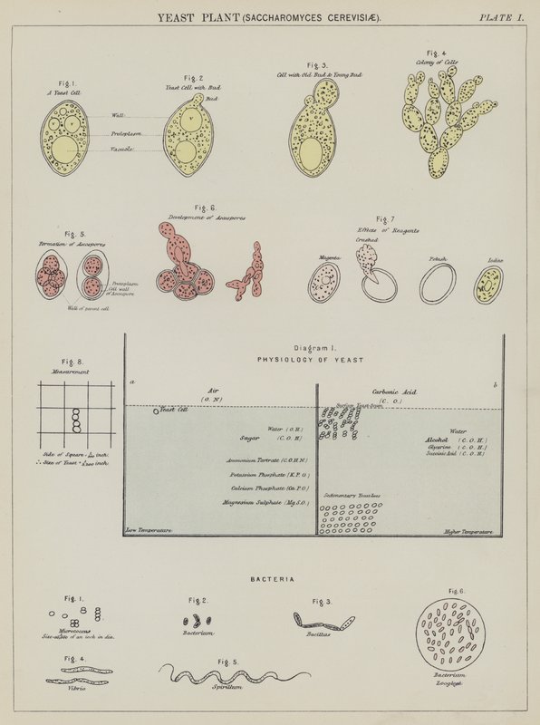Hefepilz, Saccharomyces Cerevisiae von English School