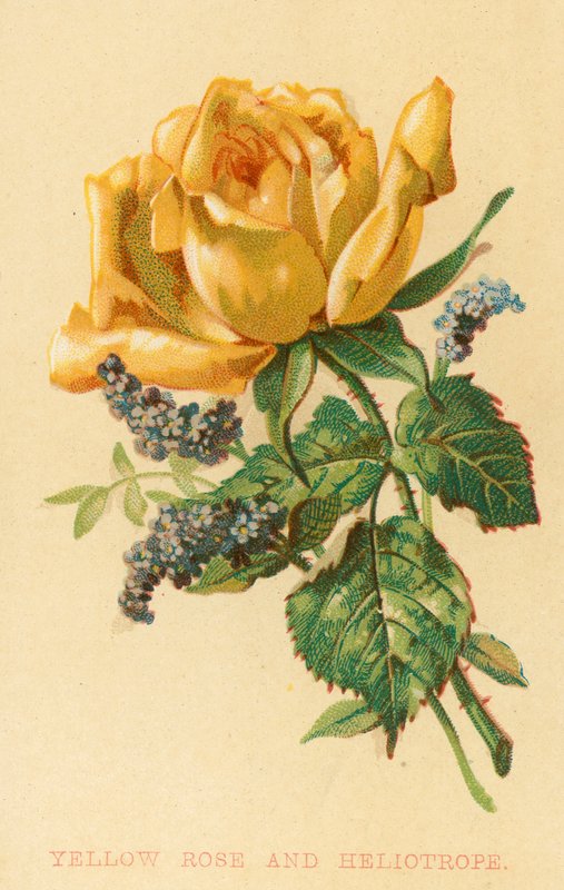 Gelbe Rose und Heliotrop von English School