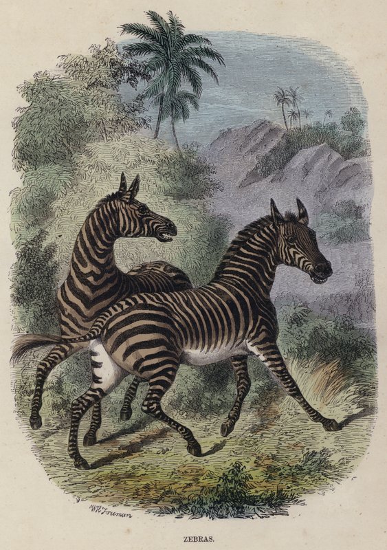 Zebras (farbiger Stich) von English School