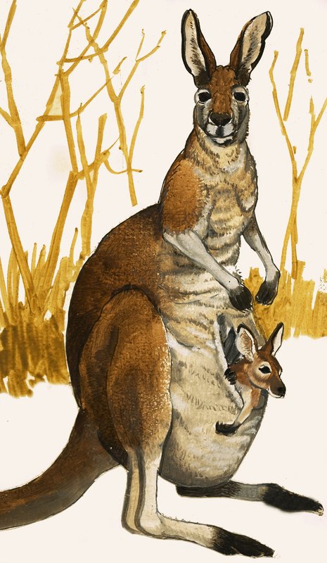 Känguru von Eric Tansley