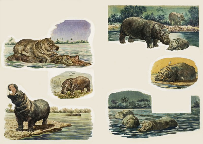 Einblicke in die Natur: Das Nilpferd von Eric Tansley