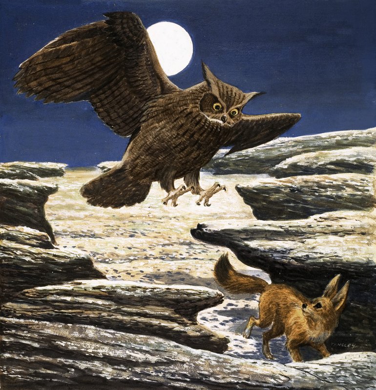 Der Fennek-Fuchs und der Uhu von Eric Tansley
